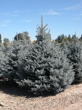 Colorado Spruce